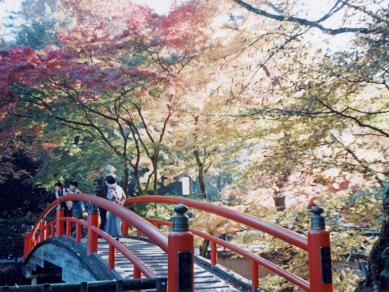 紅葉時の河鹿橋